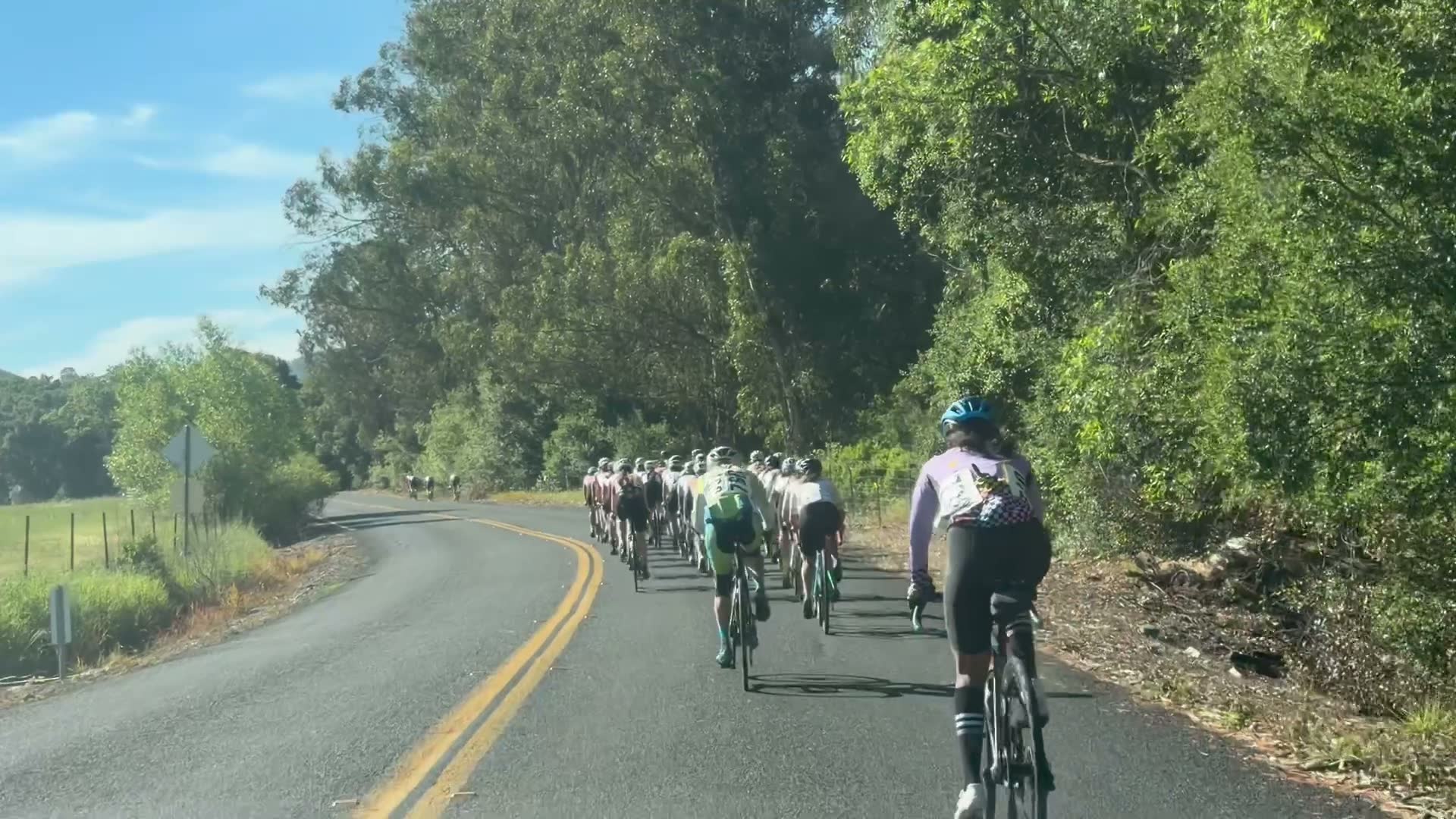 Racers climbing Grizzly Peak Boulevard during the Berkeley Hills Road Race